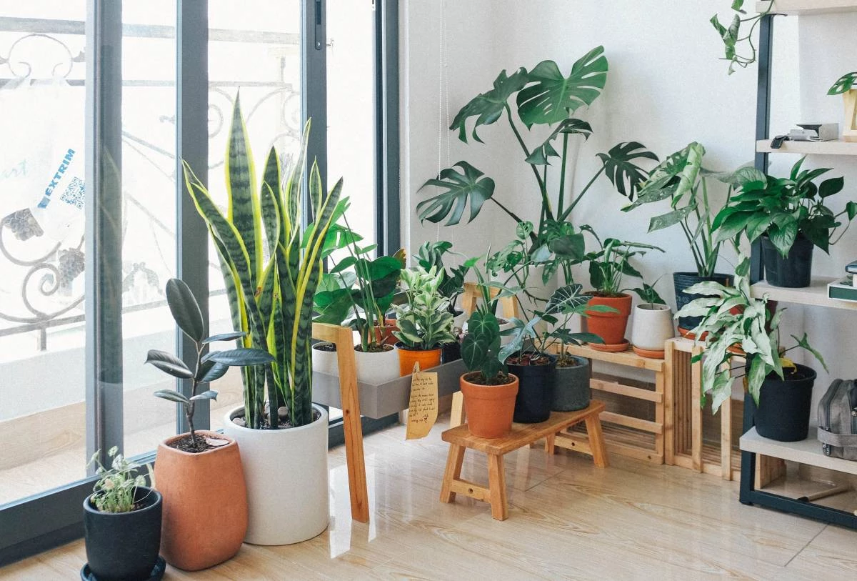 Cum să aranjați plantele acasă? Utilizați dulapurile și biblioteca
